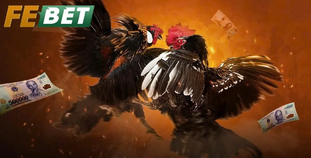 Đá gà febet – Sân chơi trực tuyến hiện đại, trải nghiệm chân thực và minh bạch