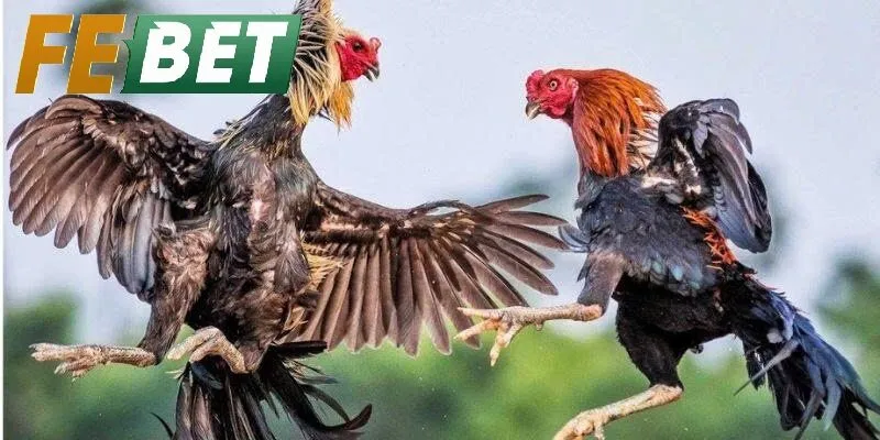 Ưu điểm nổi bật của Đá gà febet – Trải nghiệm minh bạch, đa dạng và hỗ trợ toàn diện